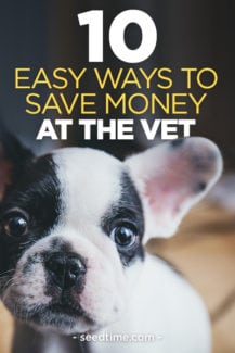 Ways you can save money at the vet to take good care of your pets
