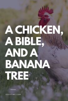 A Chicken, a Bible and a banana tree
