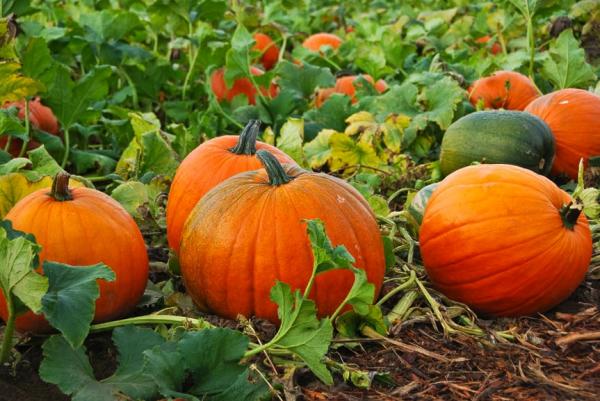 Visit a Pumpkin Patch