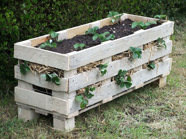 20 money-saving gardening tips