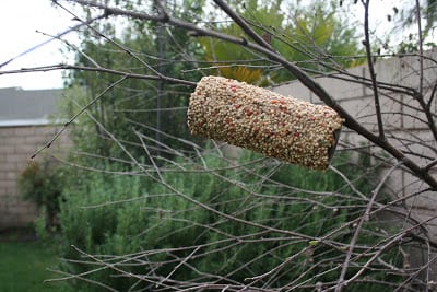 diy bird feeder